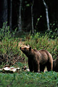bamse, bj�rn, bj�rnhona, bj�rnunge, bj�rn�tel, brunbj�rn, djur, d�ggdjur, kadaver, rovdjur, Sonfj�llet, �tel