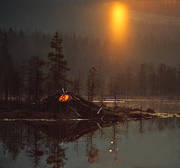 bostad, b�ver, b�verhydda, djur, d�ggdjur, hydda