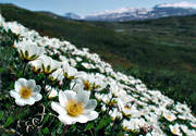 biotop, biotoper, blommor, fj�ll, fj�llblommor, fj�llen, fj�llsippa, natur, Padjelanta, v�xter