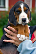 djur, d�ggdjur, finnst�vare, finsk st�vare, harhund, hund, hundar, hundvalp, jakthund, st�vare, tamdjur