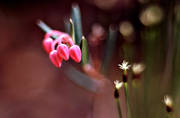 biotop, biotoper, blommor, knoppar, natur, ris, Rosling, r�d, r�da, skog, skogsmark, sm�