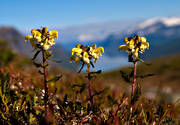 biotop, biotoper, blomma, fj�ll, fj�llblomma, fj�llblommor, fj�llen, fj�llnatur, lappspira, lappspiror, natur, v�xter