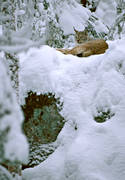 djur, d�ggdjur, katt, kattdjur, lo, lodjur, lokatt, predator, predatorer, rovdjur, sn�, vinter