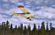 Cub, flyg, flygplan, kommunikationer, landa, landar, landning, luftfart, Piper, SE-EPF, skidflyg, skidflygning, skidor, sportflyg, sportflygplan, Super Cub, tr�dtoppar