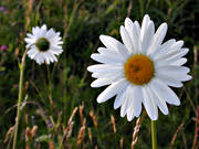 biotop, biotoper, blomma, blommor, natur, pr�stkragar, pr�stkrage, sommar, �ng, �ngar, �ngsmark
