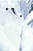 djur, d�ggdjur, hare, kamouflage, skogshare, sn�, vinter, vit