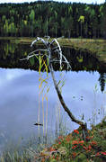biotop, biotoper, natur, sj�fart, skog, skogar, skogsmark, skogstj�rn, taiga, tj�rnar, urskog