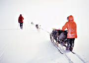 draghund, draghundar, draghundtur, sl�df�rd, sl�dhund, sl�dhundar, uteliv, vinter, �ventyr