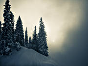 dimma, granar, J�mtland, landskap, natur, skog, vinter, �rstider