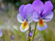 biotop, biotoper, blommor, blomster, natur, sommar, styvmorsviol, �ng, �ngar, �ngsmark
