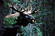 djur, d�ggdjur, hjortdjur, horn, hornkrona, konung, krona, oxe, skog, taggar, tjur, �lg, �lgar, �lgkrona, �lgoxe, �lgtjur